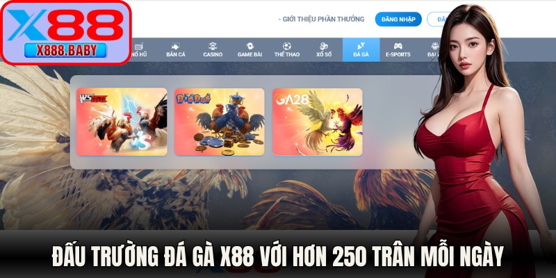 Đấu trường đá gà X88 với hơn 250 trân mỗi ngày